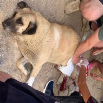 POLİS KARAKOLU - Sokak ortasında köpeği bıçakladı