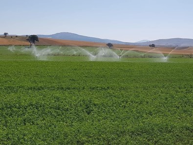 Aslanapa'da Yonca Üretiminde Bir İlk