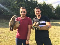 Çekmeköy'de  Tedavisi Tamamlanan 6 Şahin Doğaya Salındı Haberi
