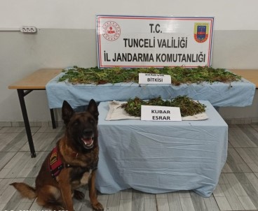 Tunceli'de Kubar Esrar Ve Hint Keneviri Ele Geçirildi