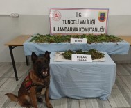 Tunceli'de Kubar Esrar Ve Hint Keneviri Ele Geçirildi