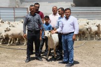 Aksaray'dan Canlı Hayvan İhracatı Başladı