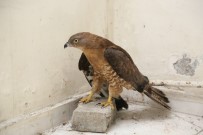 Kanadı Kırık Arı Şahini, Uçarsa Doğaya Tekrar Bırakılacak