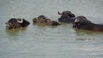 Sıcaktan Bunalan Mandalar Nehirde Serinliyor Haberi