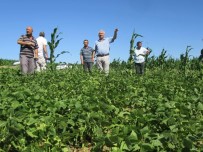 Arpa Ve Buğday Harmanda, Fasulye İle Mısır Tarlada Haberi