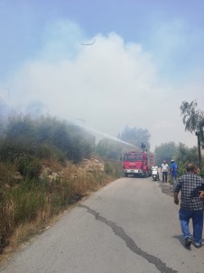 Arazide Çıkan Yangın Zeytin Ağaçlarına Zarar Verdi