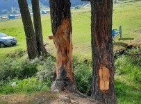 Çam Ağaçlarına Çıra İçin Zarar Verdiler Haberi