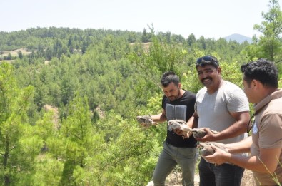 Manavgat'ta Popülasyonun Artması İçin Ormana 50 Keklik Salındı