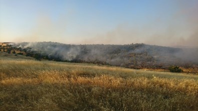 Mardin'de Ağaçlık Alanda Yangın