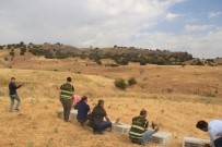 Şırnak'ta 750 Kınalı Keklik Doğaya Bırakıldı Haberi