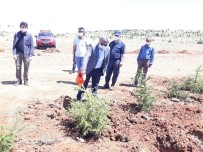 Altıntaş'ta 251 Şehit İçin 251 Fidan Dikildi