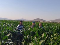 Başkan Hikmet Koyak Açıklaması 'Dondan Zarar Gören Mısırlarımızı Kurtarmayı Başardık'