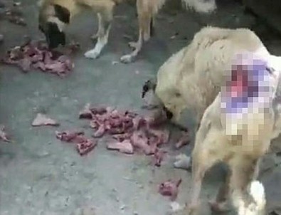Hayvan barınağındaki köpeklerin içler acısı görüntüsü büyük tepki aldı!