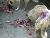 BAYRAM YıLMAZ - Hayvan barınağındaki köpeklerin içler acısı görüntüsü büyük tepki aldı!