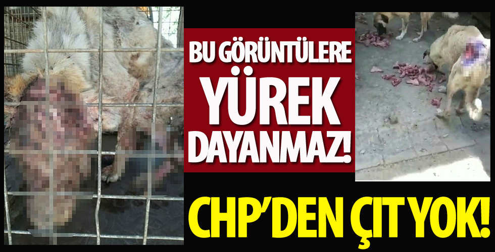 Hayvan barınağındaki köpeklerin içler acısı görüntüsü büyük tepki aldı!