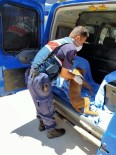 Jandarmanın Dikkati Ölmek Üzere Olan Köpeğin Hayatını Kurtardı Haberi