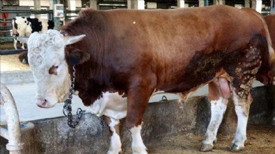 Bir tonluk 'Pehlivan' 28 bin liraya satıldı