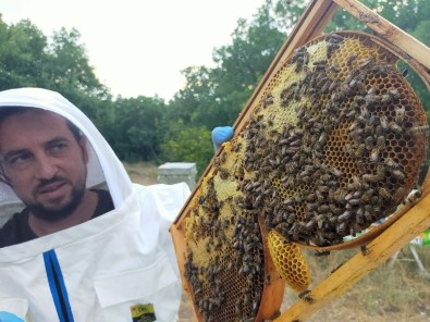 Trakya'da En Tatlı Hasat Başladı