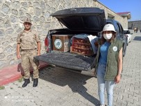 Ala Sığırcıklar Ve Ebabil Kuşları Özgür