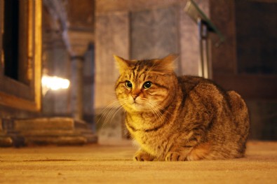 İstanbul Valisi Yerlikaya'dan Ayasofya'nın kedisi 'Gli'yle ilgili paylaşım!