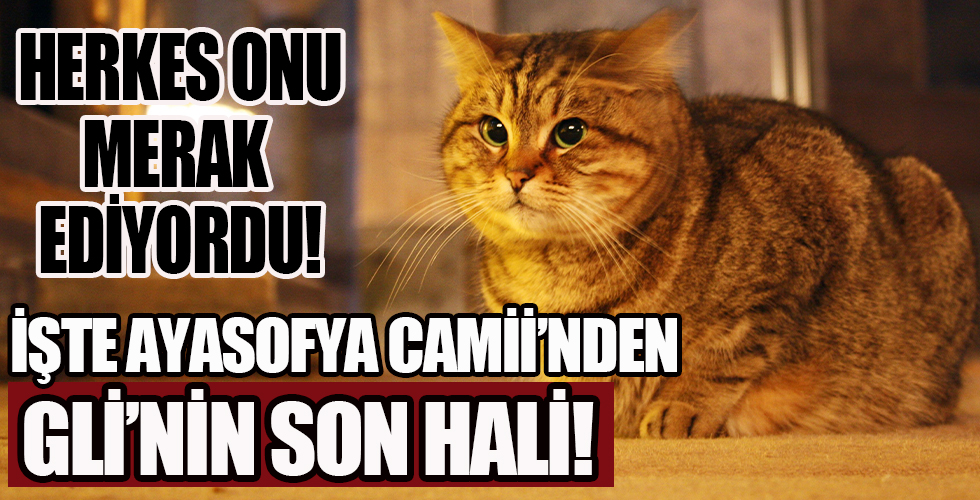 İstanbul Valisi Yerlikaya'dan Ayasofya'nın kedisi 'Gli'yle ilgili paylaşım!