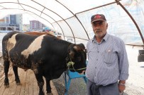 Kurban Pazarlarında Hareketlilik Başladı