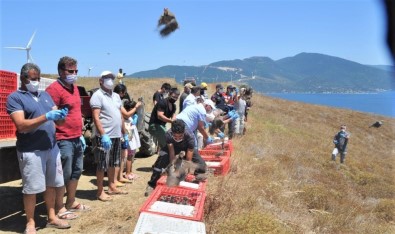Paşalimanı Adasında 750 Keklik Doğaya Salındı