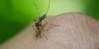 SAĞLIK ÖRGÜTÜ - Sivrisinekler koronavirüs bulaştırır mı?