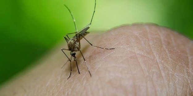 Sivrisinekler koronavirüs bulaştırır mı?