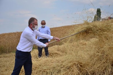 Altıntaş'ta Buğday Hasadı Başladı