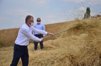 Altıntaş'ta Buğday Hasadı Başladı