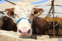 Bir Buçuk Tonluk 'Polat Alemdar' Kurban Pazarında Araba Fiyatına Alıcı Bekliyor