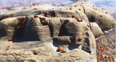 Dünyanın İlk Ve Tek Sakin Adası Gökçeada'dan Korkutan Görüntüler