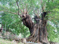 Dedelerinin Dedeleri Dikti, Asırlık Ağaçlar Halen Dut Veriyor Haberi