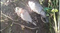 Sakarya Nehrinde Balık Ölümleri Arttı Haberi