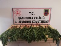 Şanlıurfa'da Çok Miktarda Uyuşturucu Ele Geçirildi