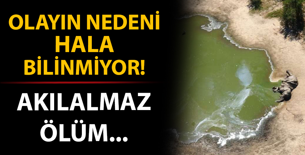 Toplam 350 fil gizemli bir şekilde öldü