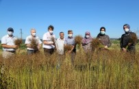 Unutulmaya Yüz Tutan Kandıra Keteni 30 Yıl Sonra Hasat Edildi