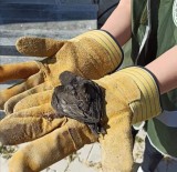 Van'da, Yaralı Kuşlar Tedavi Altına Alındı