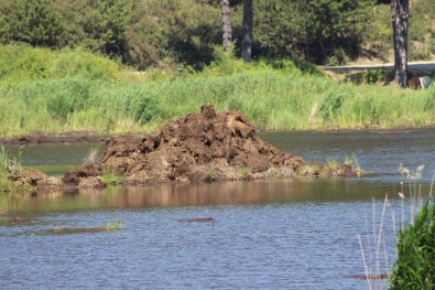 Buldan Yayla Gölü'nde Torf Madeni Çıkarılmaya Devam Ediyor
