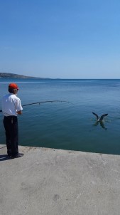 Oltaya Balık Değil, Martı Takıldı