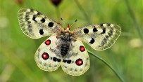 (Özel) Uludağ'ın Zirvesindeki Kelebekler Görenleri Hayran Bıraktı