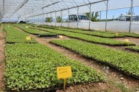 Samsun Büyükşehirden Tohum Desteği