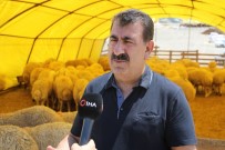 TÜDKİYEB Genel Başkanı Çelik Açıklaması 'Şuan Da Stoklarımızda 5 Milyon Küçükbaş Hayvan Müşterisini Bekliyor'
