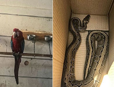 Ticareti yasak 250 canlı kurtarıldı