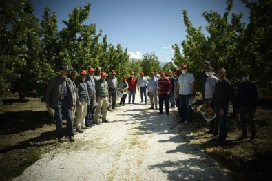 Elmalı'ya 212 Dekar Organik Elma Bahçesi