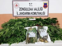 Jandarmadan Kenevir Operasyonu; 2 Gözaltı