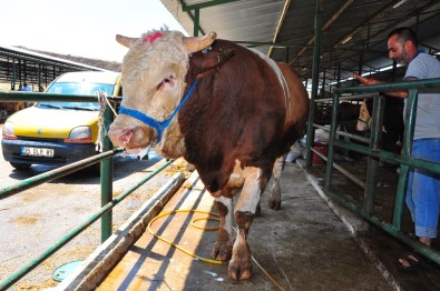 Kurbanlık Tosun Otomobil Fiyatına Satışa Sunuldu