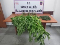 Samsun'da 392 Kök Kenevir 7 Kilo 886 Gram Kubar Esrar Ele Geçirildi