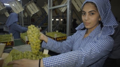 Superior Seedless Çeşidi Sofralık Üzümün İhracat Yolculuğu 22 Temmuz'da Başlıyor